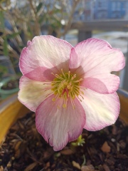 The Bluestocking Women’s Pub: definitely full of ludicrous halfwits who refuse to get a grip (with unionised gerbils)