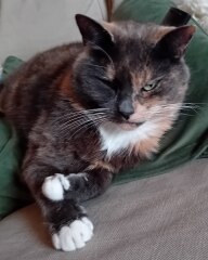 Are your cats training for any careers?
