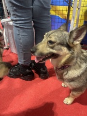 Experienced dog owner, currently dogless, which breed?