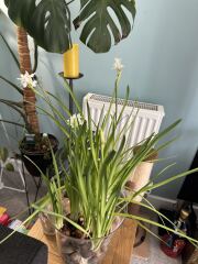 Poncetastic Christmas 2025