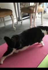 Are your cats training for any careers?