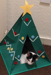 The Excellent Cats welcome the new year by planning an expedition in search of 'She who must not be named'