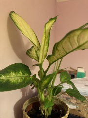 Anyone recognise these house plants?