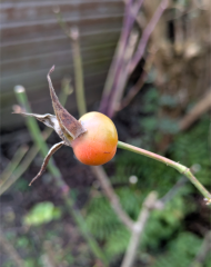 The Nigel Slater Christmas Chronicles Readalong 2025 - Part 3