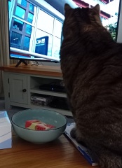 The Excellent Cats welcome the new year by planning an expedition in search of 'She who must not be named'