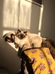 Ragdoll waking me up!