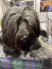 Experienced dog owner, currently dogless, which breed?