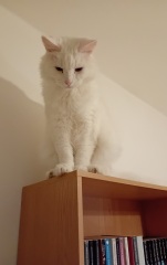 Are your cats training for any careers?