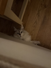 Are your cats training for any careers?