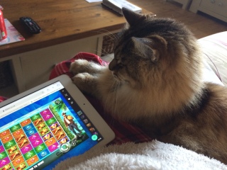 Are your cats training for any careers?