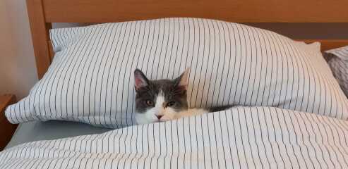 Are your cats training for any careers?
