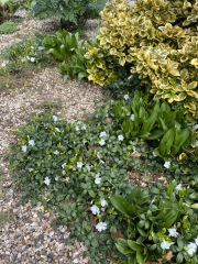 Fake grass is the height of tackiness