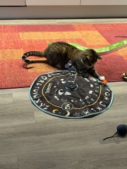 Are your cats training for any careers?