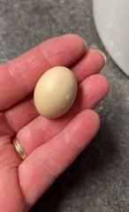 The Bluestocking, where the cheese is plentiful and the Champagne is on Boiledbeetle