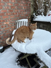 Why is my cat such a dick?