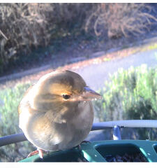 What bird is this?