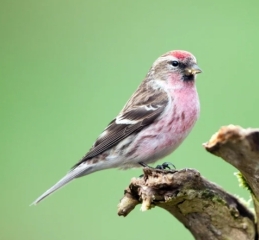 The Bluestocking, where the cheese is plentiful and the Champagne is on Boiledbeetle