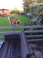 Are your cats training for any careers?