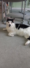 Are your cats training for any careers?