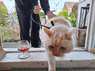 The Nigel Slater Christmas Chronicles Readalong 2025 - Part 3