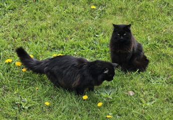 Kitten cuteness