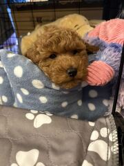 Crate training- is it worth it?