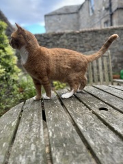 Adopting older kittens