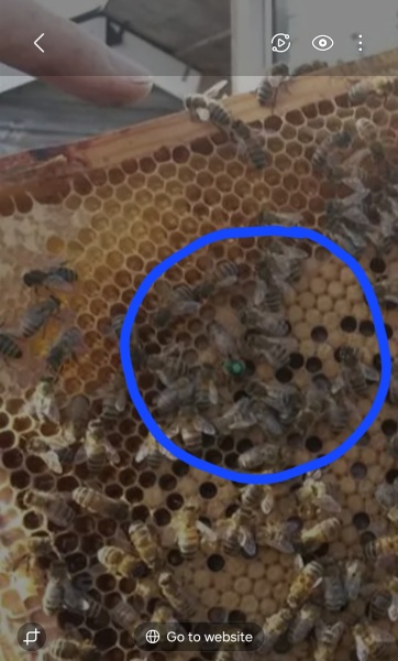 Year round Nigel Slater discussion thread - Part 3