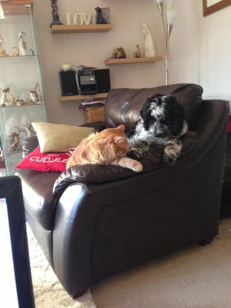If you have both dogs and cats , do they love each other, hate each other?