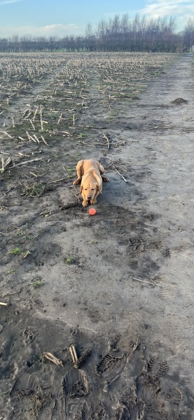 Puppy Survival Thread Autumn 2025 - all welcome!