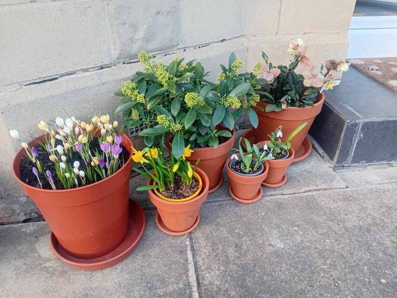 Tulip bulbs - plant BEFORE or AFTER the first frost?