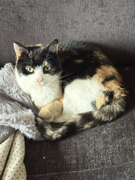 To ask you to try an experiment with your cat? 😁