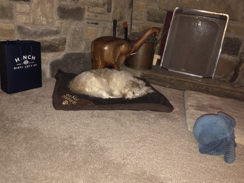 Has anyone had a good experience with a rescue dog?