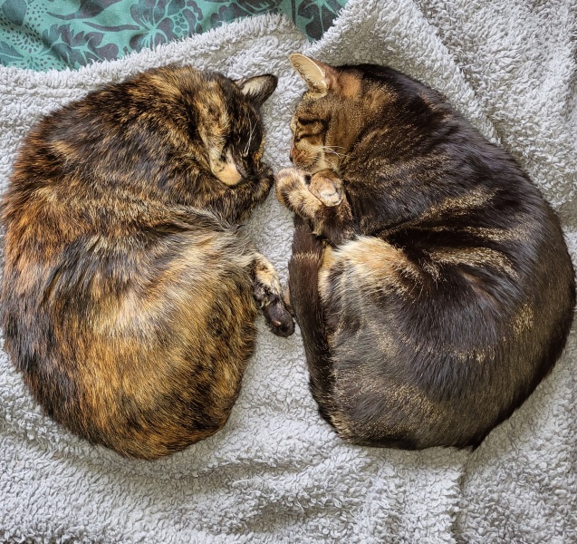1st time cat owner - recommend me some things