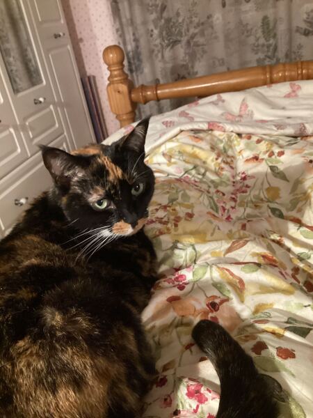 Velcro cat