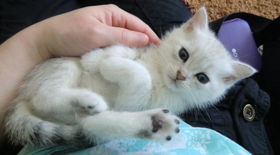 Kitten cuteness