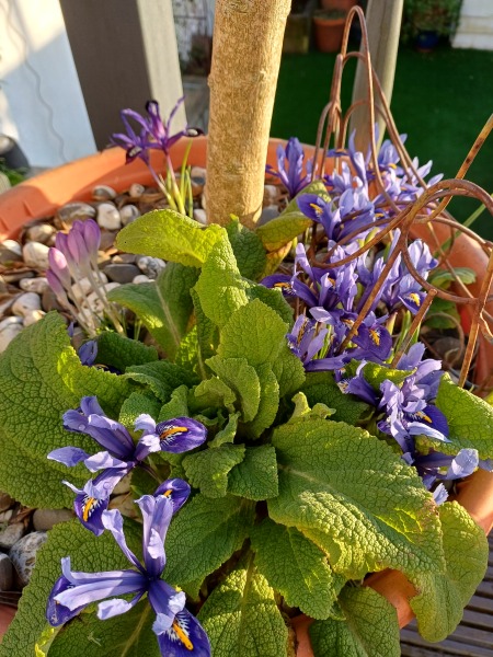 The Bluestocking Women’s Pub: Where Clever Women Sit and Think, While Gerbils Run the Bar.