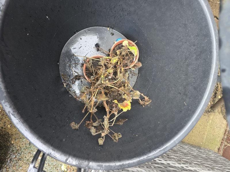 What have you done in the garden today? Part 7