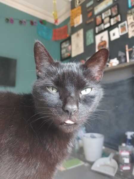 Carry On Catting - the Excellent Cats do what they do best