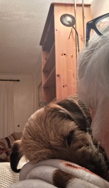 Does anyone else have a chihuahuaXparrot?