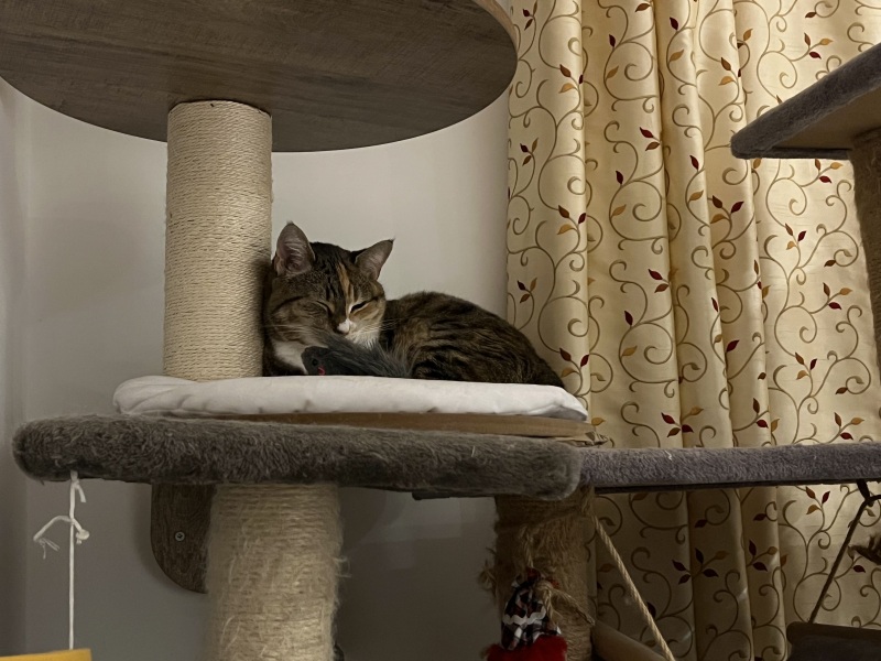 The Bluestocking Women’s Pub: definitely full of ludicrous halfwits who refuse to get a grip (with unionised gerbils)