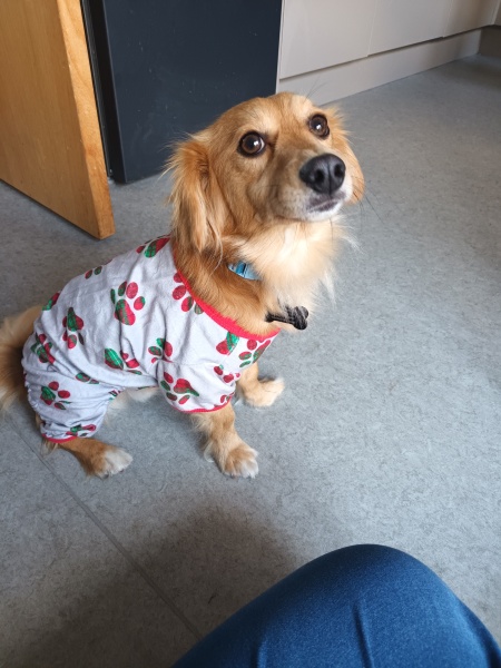 January 2026 Starters - dog-gone weightloss