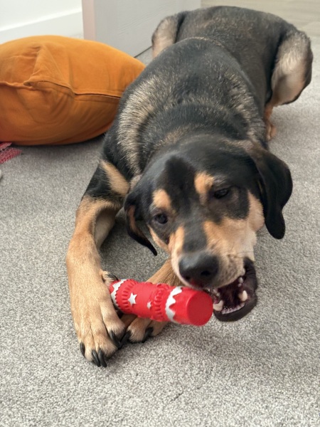 Please tell me your embarrassing puppy horror stories so I don't feel alone!
