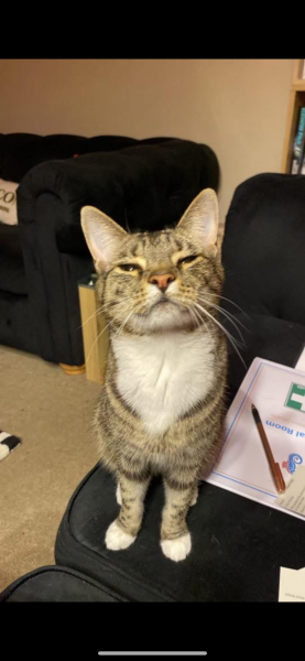 To ask you to try an experiment with your cat? 😁