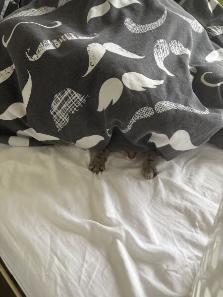 Carry On Catting - the Excellent Cats do what they do best