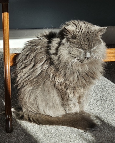 The Excellent Cats welcome the new year by planning an expedition in search of 'She who must not be named'