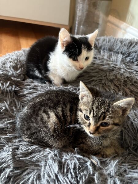 New kittens very poorly - may need a trigger warning.
