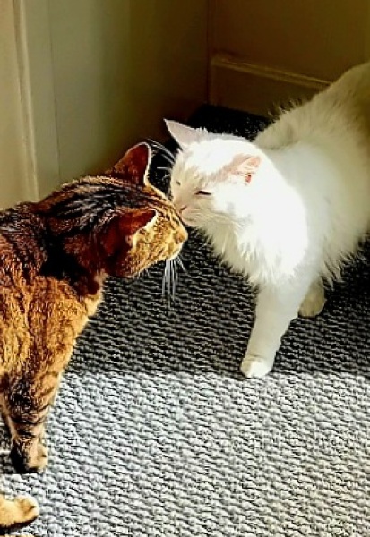 Carry On Catting - the Excellent Cats do what they do best