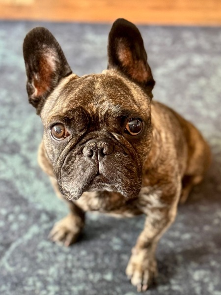 Dog boarding - AIBU?