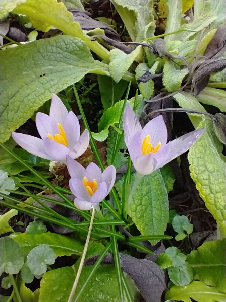 What are you up to today if you have a chronic illness? Thread 5